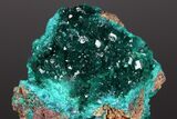 Gemmy Dioptase Crystal Cluster #175954-1